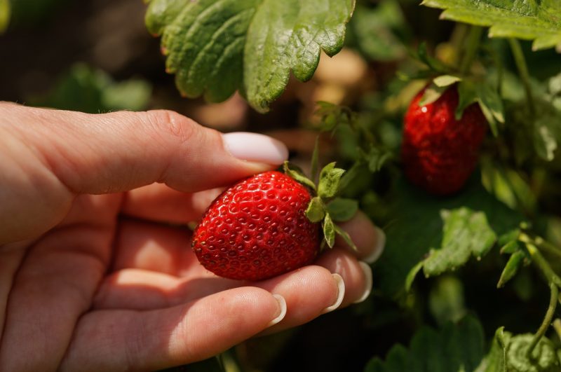 A hand picking strawberries.